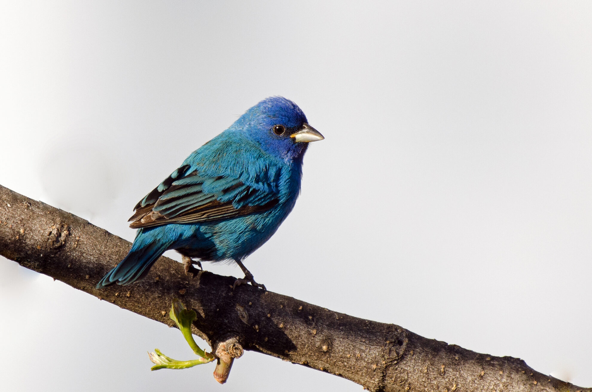 シルク用インド藍プリント剤サンプル(PDF)